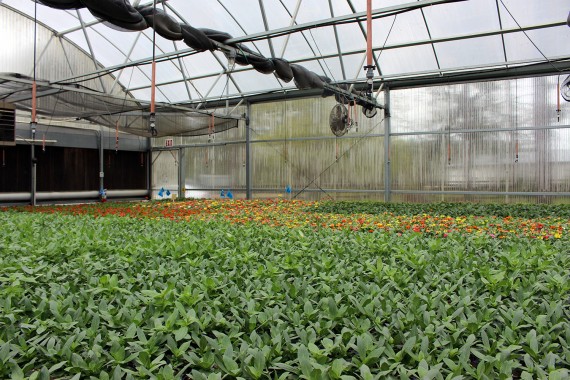 Greenhouse 6